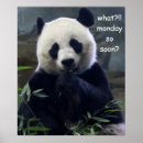 Recherche de panda drôle posters Ours