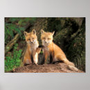 Search for fox pup posters Wildlife