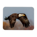Search for american freedom rectangular magnets Independence