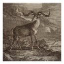 Search for biodiversity posters Forest