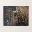 Recherche de tatanka Nature