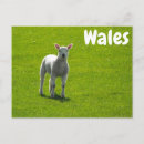 Recherche de agneaux cartes postales Herbe