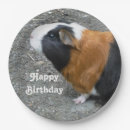 Search for guinea pig plates Cavy