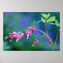 Recherche de douceur posters Flore