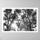 Recherche de nature copie posters Arbres