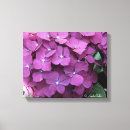 Search for hydrangea canvas prints Photography