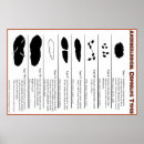 Search for archaeology posters Archaeological