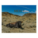 Recherche de vache drôle posters Amusant