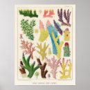 Search for great barrier reef posters Coral