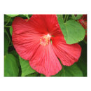 Recherche de hibiscus flower art Rose