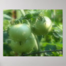 Recherche de tomate posters Légumes