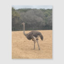 Recherche de autruch Gris