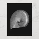 Search for nautilus shell postcards Ocean