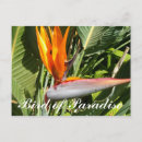 Search for birds paradise postcards Colourful
