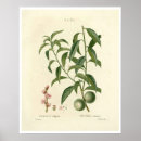 Search for vintage peach illustration posters Botany