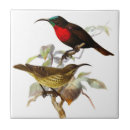 Search for hummingbird tiles Drawing