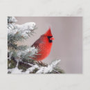 Search for bird perched on tree postcards Cardinal