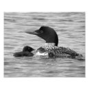 Search for loon posters Baby