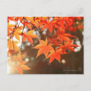 Search for red maple leaf postcards Photography
