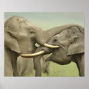 Search for indian elephant posters Wildlife