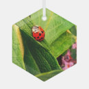 Search for ladybird ornaments Green