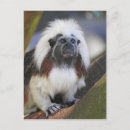 Search for tamarin postcards Cotton top tamarin