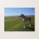 Search for great dane dog puzzles Canine