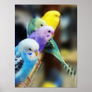Recherche de perruches posters Mignon