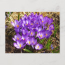 Recherche de crocus pourpre Fleur de printemps