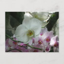 Search for white orchid postcards Nature
