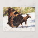 Search for cute moose postcards Humour