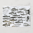 Recherche de zoologique cartes postales Anglais