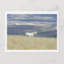 Search for mustang wild horses postcards Western