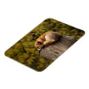 Recherche de dormant magnets Sommeil