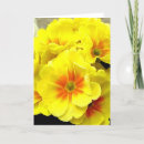 Search for primula cards Flowers