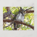 Recherche de grand hibou à cornes cartes postales Oiseaux de proie