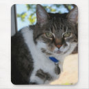 Search for pretty kitty mousepads Animals
