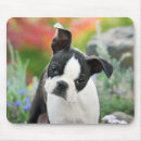 Search for boston terrier mousepads Funny
