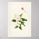 Search for crab apples art Malus