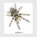 Search for arthropod stickers Arachnid