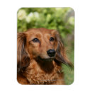 Recherche de teckel maison magnets Headshot