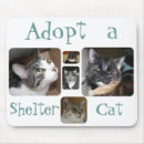 Search for adopted electronics Cat