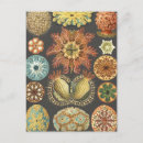 Recherche de mer de corail cartes postales Vintage