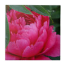 Recherche de poney de carreaux Rose