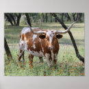 Search for longhorn posters Texas