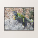 Search for lizard puzzles Animals