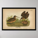 Search for american woodcock Timberdoodle