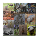 Search for emu home decor Wildlife