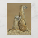 Recherche de le botswana cartes postales Nature