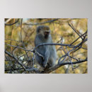 Recherche de babouin posters Afrique